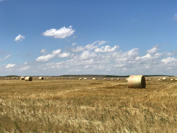 Landscape of US cropland 