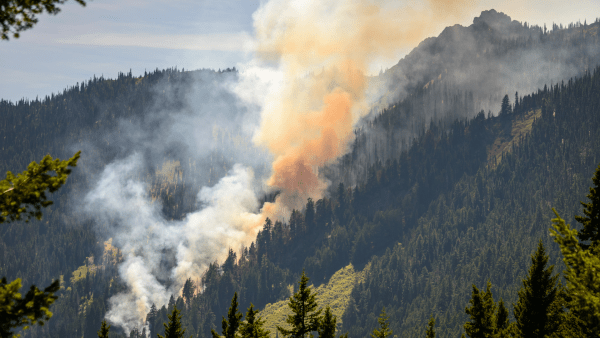 forest fire