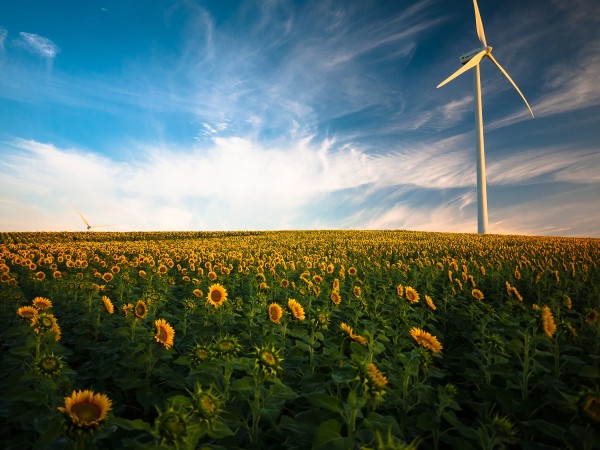 Wind turbine in field of flowers