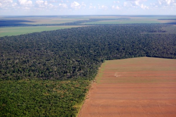 deforestation in the Amazon