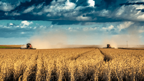 Soybeans field in Brazil