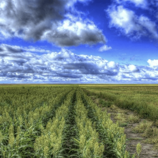 Farm in Kansas