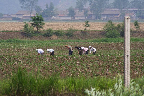 North Korea Farm