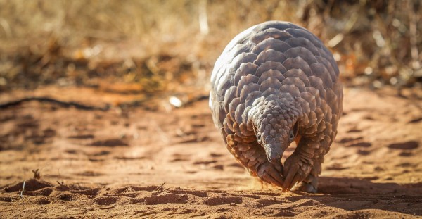 A pangolin walks in the sunlight