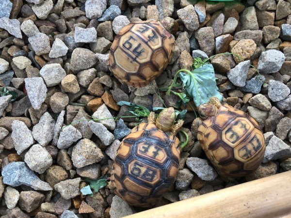 Labeled turtles