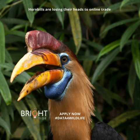 Hornbill bird in front of leaves with text reading 'hornbills are losing their heads to online trade'